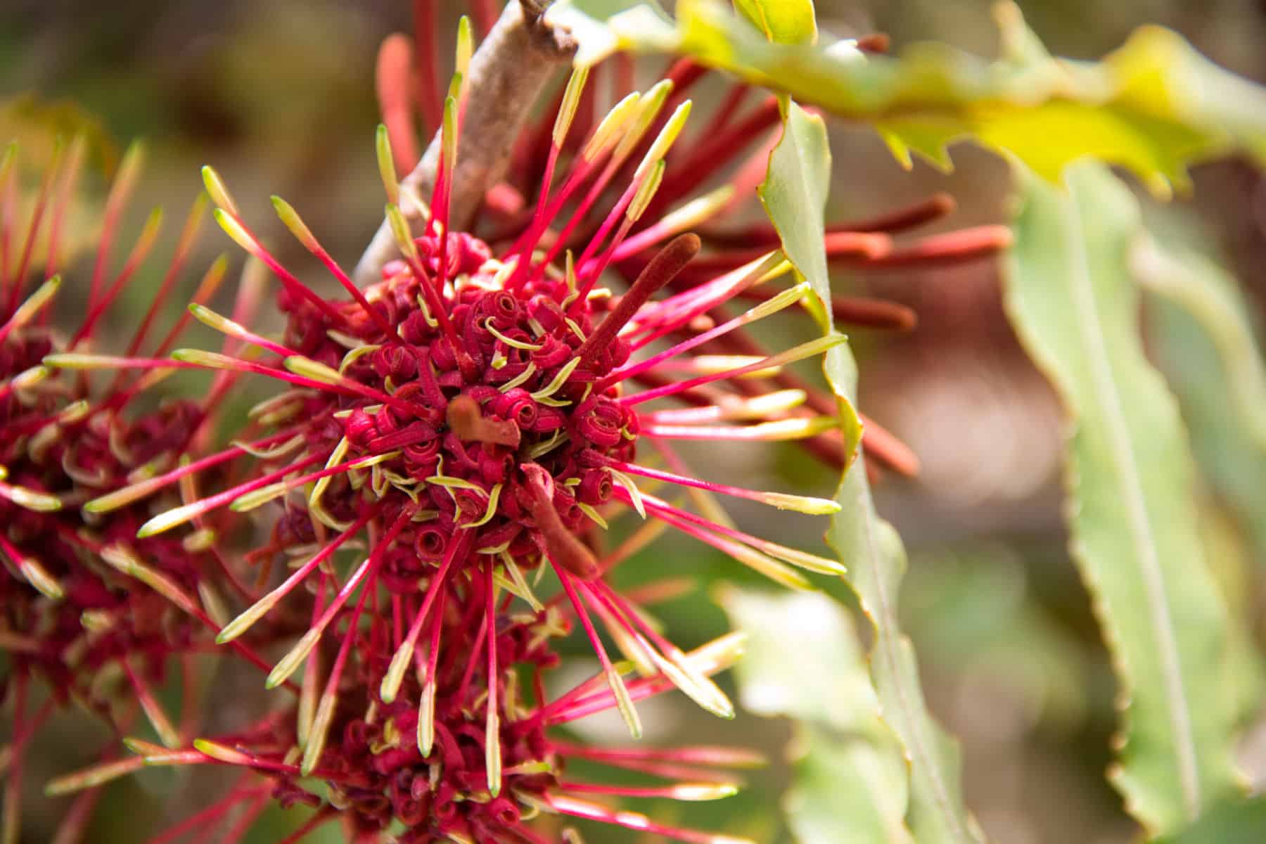 Rewa Tree Free January Pattern: Rewarewa Rosette | Zealana